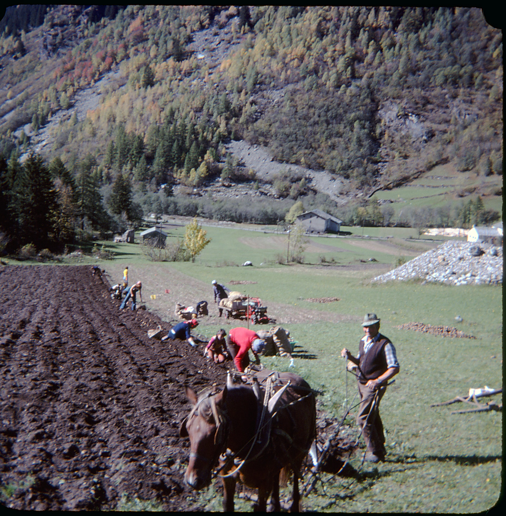 Raccolta Delle Patate Istoria